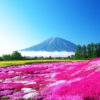 富士芝桜まつり2019の見頃や開花情報は？最新情報まとめ！