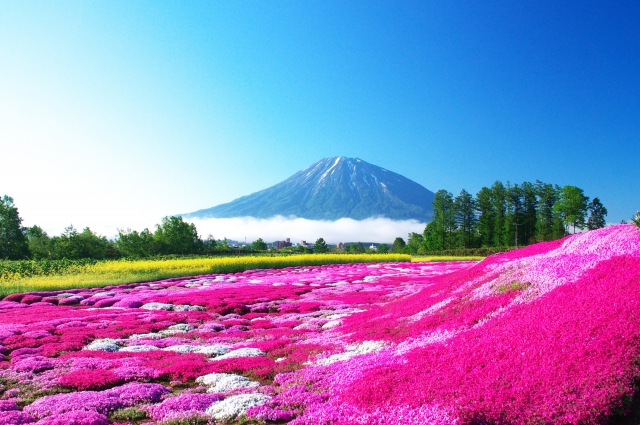 富士芝桜まつり2019の見頃や開花情報は？最新情報まとめ！