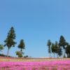 羊山公園の芝桜まつり2019の開花状況は？見頃や混雑状況は？