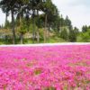 八王子山公園の芝桜の開花状況は？2019年の見頃や混雑状況は？